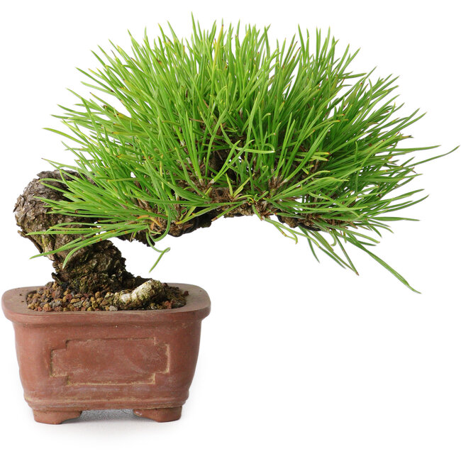 Pinus thunbergii, 10,5 cm, ± 12 ans