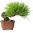 Pinus thunbergii, 10,5 cm, ± 12 ans