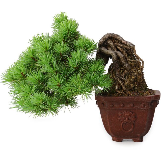 Pinus parviflora, 17 cm, ± 30 years old, in Neagari-style