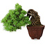 Pinus parviflora, 17 cm, ± 30 ans, en style Neagari