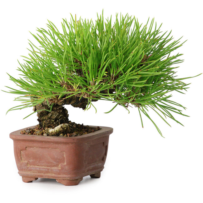 Pinus thunbergii, 10,5 cm, ± 12 jaar oud