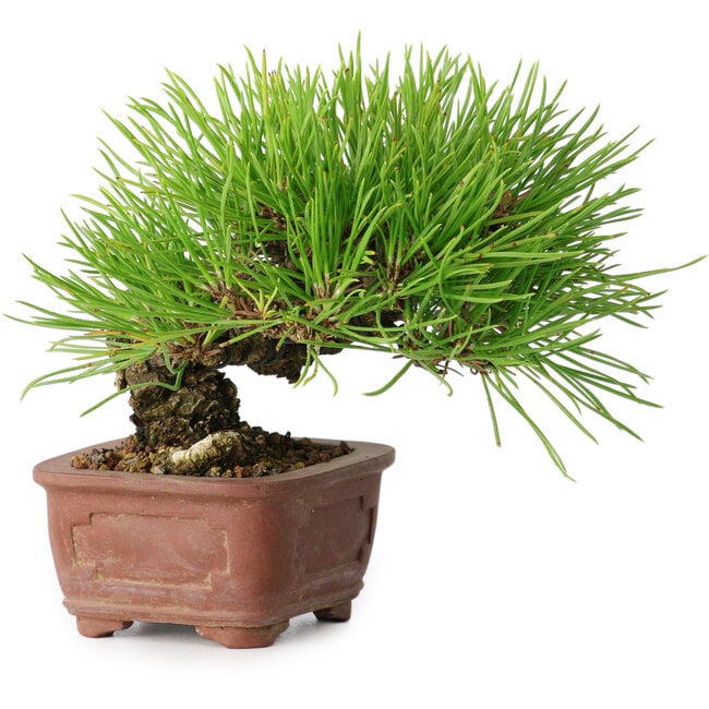 Pinus thunbergii, 10,5 cm, ± 12 years old