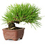 Pinus thunbergii, 10,5 cm, ± 12 ans