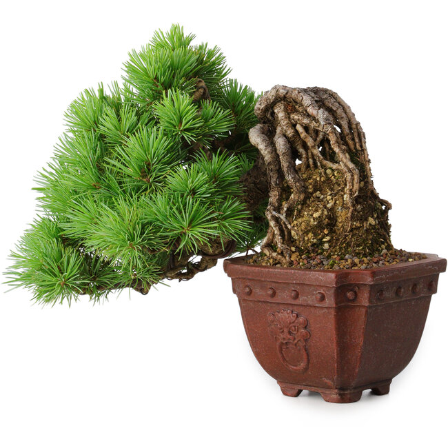 Pinus parviflora, 17 cm, ± 30 Jahre alt, im Neagari-Stil