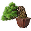 Pinus parviflora, 17 cm, ± 30 años, en estilo Neagari