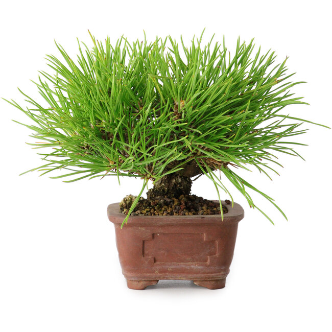 Pinus thunbergii, 10,5 cm, ± 12 years old