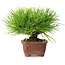 Pinus thunbergii, 10,5 cm, ± 12 ans