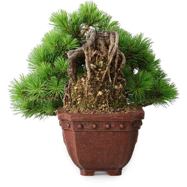 Pinus parviflora, 17 cm, ± 30 jaar oud, in Neagari-stijl