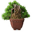 Pinus parviflora, 17 cm, ± 30 años, en estilo Neagari
