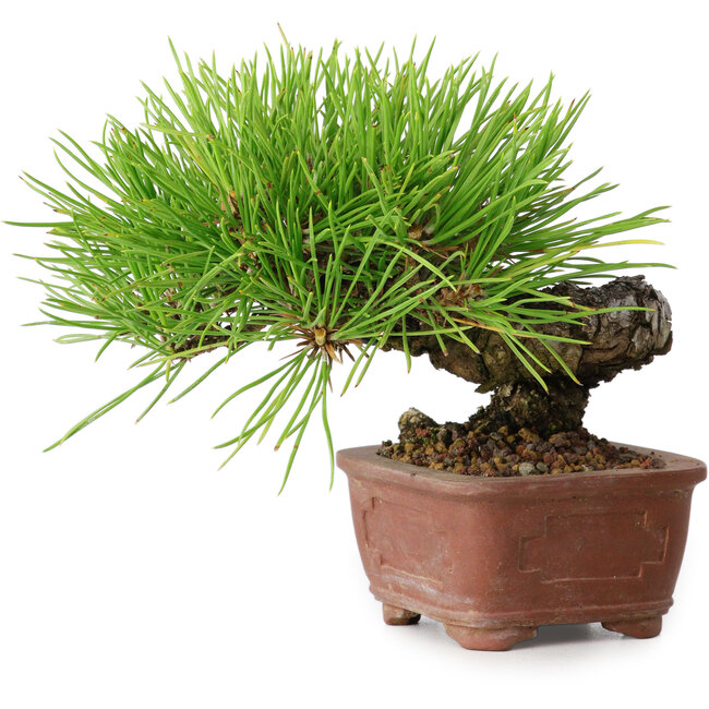 Pinus thunbergii, 10,5 cm, ± 12 jaar oud