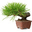 Pinus thunbergii, 10,5 cm, ± 12 ans