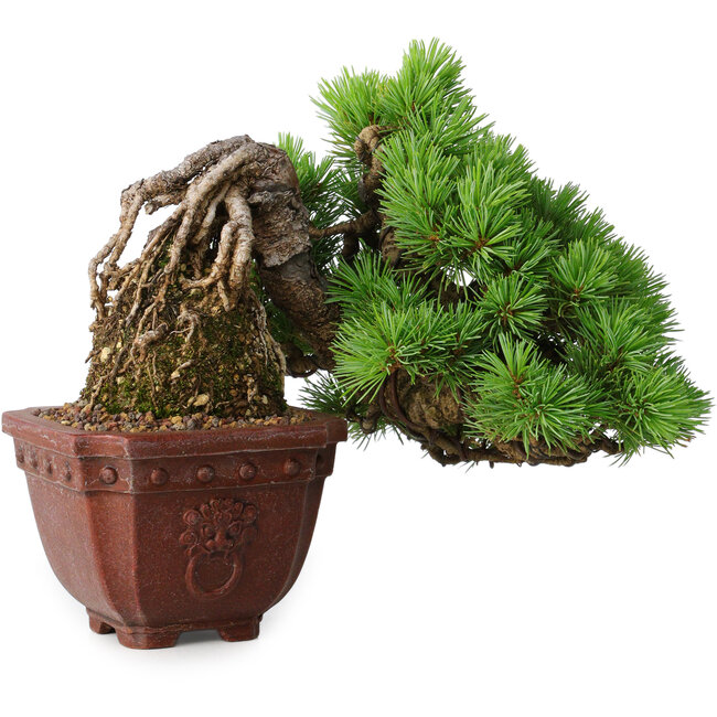 Pinus parviflora, 17 cm, ± 30 years old, in Neagari-style