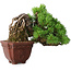 Pinus parviflora, 17 cm, ± 30 ans, en style Neagari
