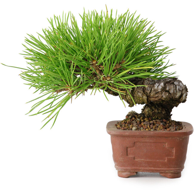 Pinus thunbergii, 10,5 cm, ± 12 Jahre alt