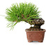 Pinus thunbergii, 10,5 cm, ± 12 ans