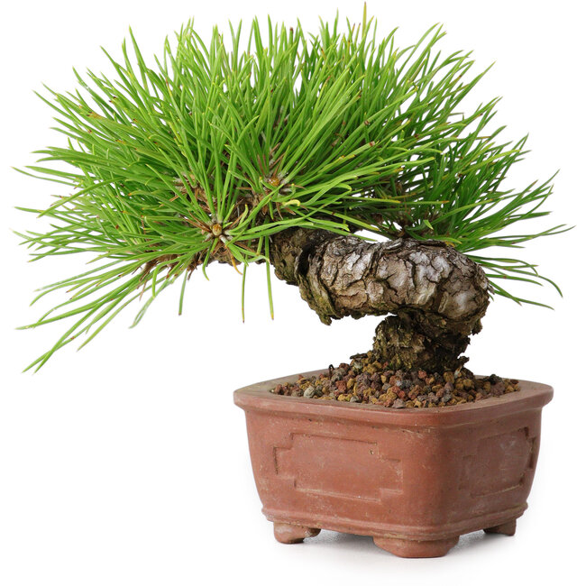 Pinus thunbergii, 10,5 cm, ± 12 years old