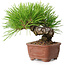 Pinus thunbergii, 10,5 cm, ± 12 ans