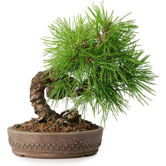 Pinus thunbergii, 15,5 cm, ± 12 ans