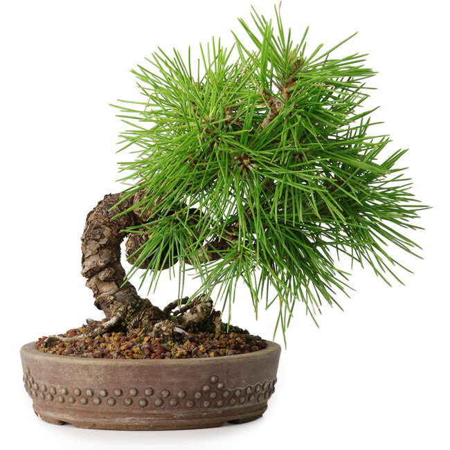 Pinus thunbergii, 15,5 cm, ± 12 ans