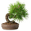 Pinus thunbergii, 15,5 cm, ± 12 ans
