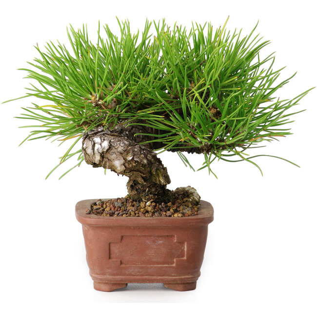 Pinus thunbergii, 10,5 cm, ± 12 ans
