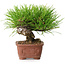 Pinus thunbergii, 10,5 cm, ± 12 Jahre alt
