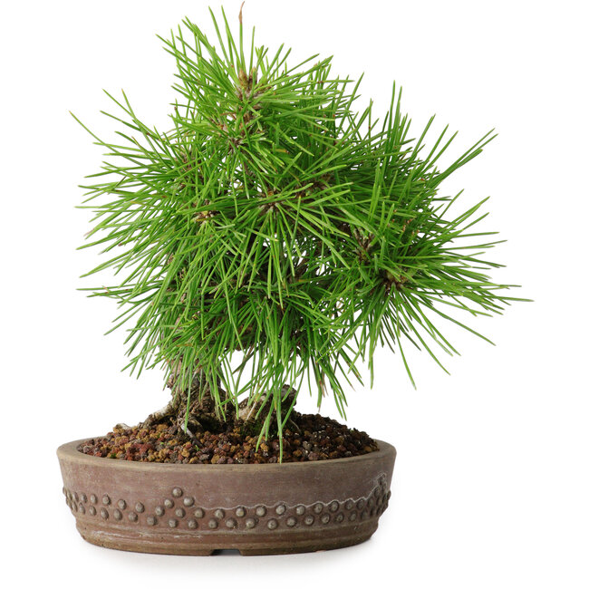 Pinus thunbergii, 15,5 cm, ± 12 años