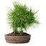 Pinus thunbergii, 15,5 cm, ± 12 ans
