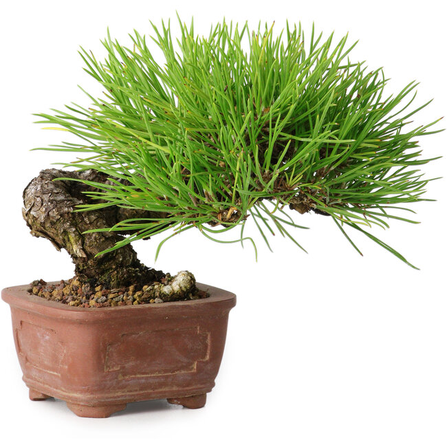 Pinus thunbergii, 10,5 cm, ± 12 jaar oud