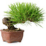 Pinus thunbergii, 10,5 cm, ± 12 ans