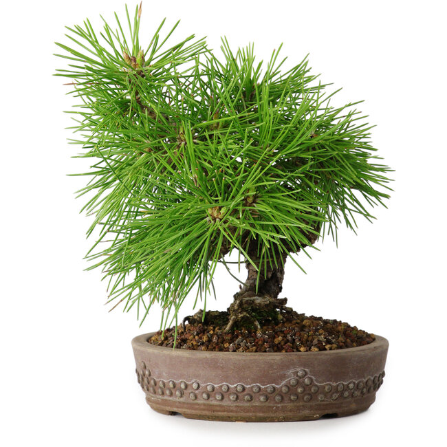 Pinus thunbergii, 15,5 cm, ± 12 años