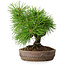 Pinus thunbergii, 15,5 cm, ± 12 ans