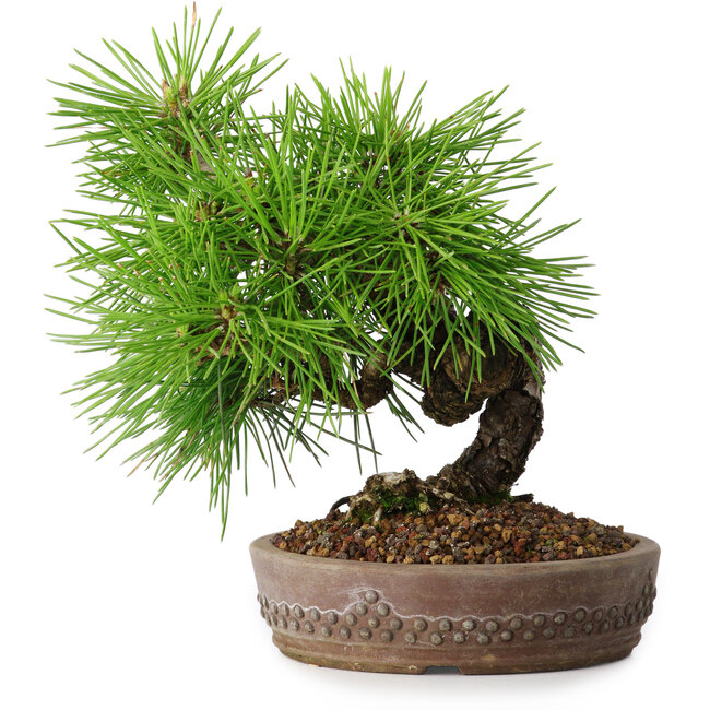 Pinus thunbergii, 15,5 cm, ± 12 años