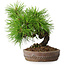 Pinus thunbergii, 15,5 cm, ± 12 ans