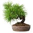 Pinus thunbergii, 15,5 cm, ± 12 Jahre alt