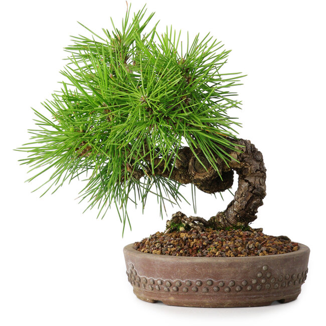 Pinus thunbergii, 15,5 cm, ± 12 años