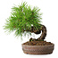 Pinus thunbergii, 15,5 cm, ± 12 ans