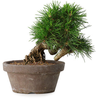 Pinus thunbergii, 14 cm, ± 12 ans