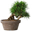 Pinus thunbergii, 14 cm, ± 12 jaar oud