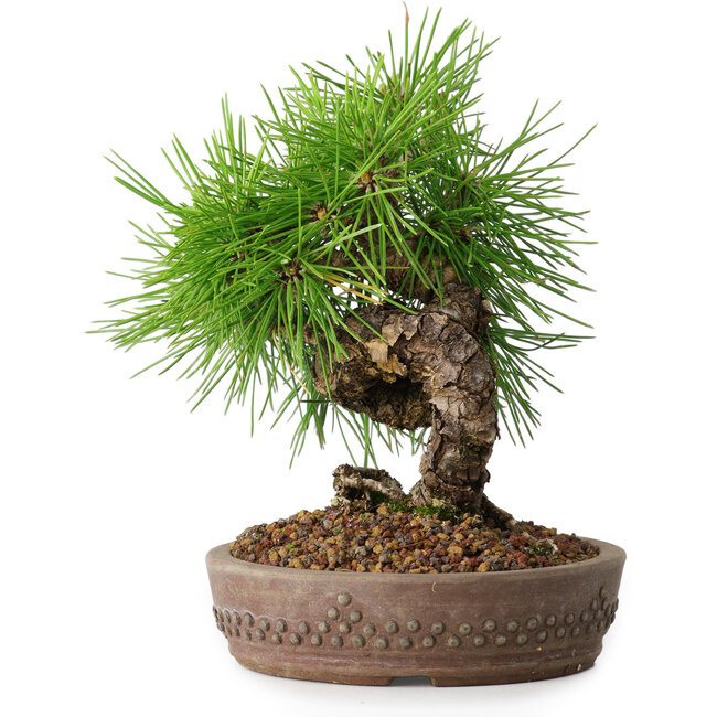 Pinus thunbergii, 15,5 cm, ± 12 años