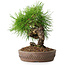 Pinus thunbergii, 15,5 cm, ± 12 ans