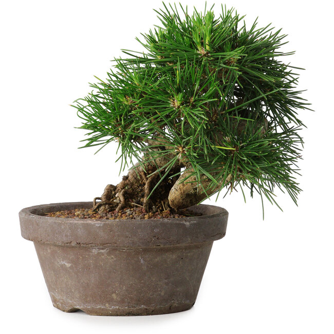 Pinus thunbergii, 14 cm, ± 12 years old