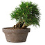 Pinus thunbergii, 14 cm, ± 12 jaar oud