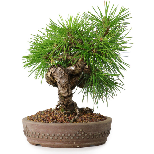 Pinus thunbergii, 15,5 cm, ± 12 años