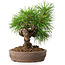 Pinus thunbergii, 15,5 cm, ± 12 ans