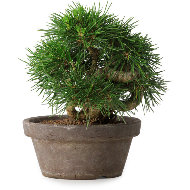 Pinus thunbergii, 14 cm, ± 12 ans