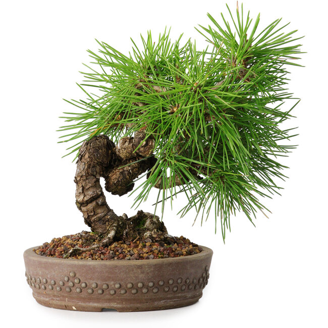 Pinus thunbergii, 15,5 cm, ± 12 años