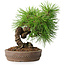 Pinus thunbergii, 15,5 cm, ± 12 ans