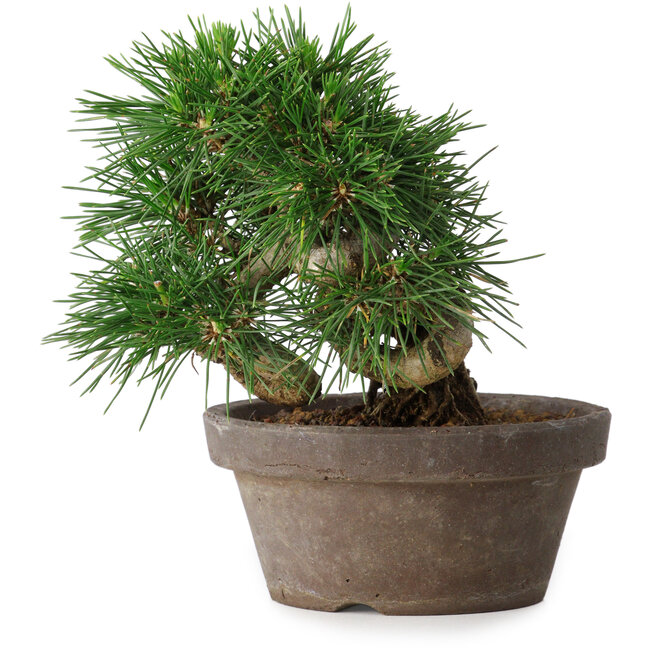 Pinus thunbergii, 14 cm, ± 12 jaar oud