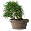 Pinus thunbergii, 14 cm, ± 12 jaar oud